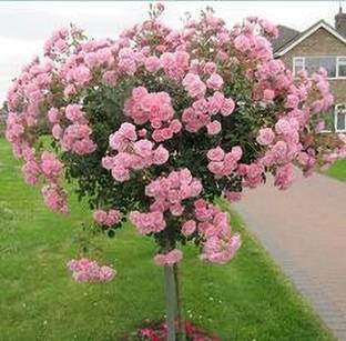MAITRA AND SONS Rose Plant