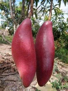 PLaNeTree Mango Plant
