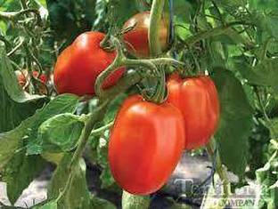 greeplanthub Tomato Plant