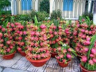 Cloud Farm Dragon Tree