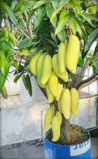 InGreen Mango Plant