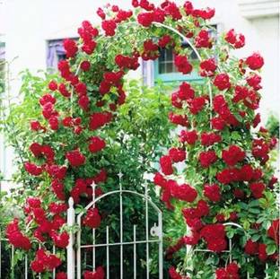 CRGO ROSE , GULAAB Seed