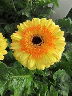 Mohomaya Gerbera Plant