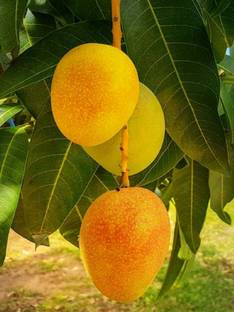 Woodys Nursery Lakshmanbhog Mango Plant