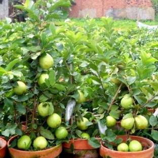 ROYAL NURSERY Guava Plant