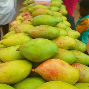 Roxys Kilimooku Grafted Live Mango Plant