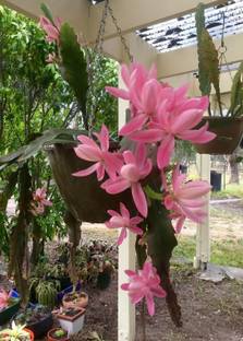 ToGon Brahma Kamal Plant