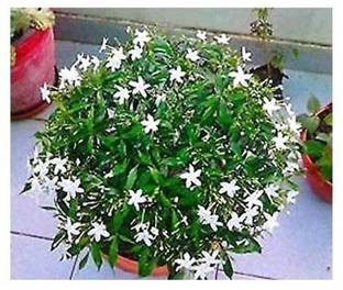 Timbactu Sageretia Plant