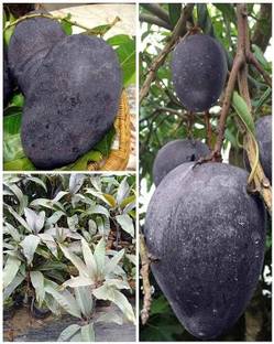 dey and roy Mango Plant