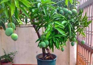 Thai All Time Grafted Mango Plant