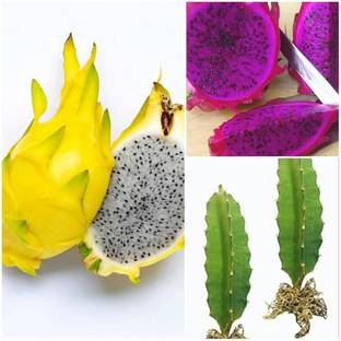 IzazNursery Dragon Tree