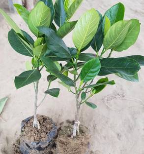 SARKAR PLANT HOUSE Jackfruit Plant
