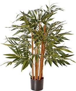 AloGardening Bamboo Palm Plant