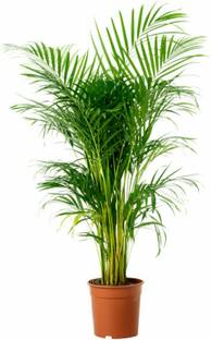 LifeShowMe Areca Palm