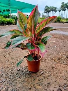 ABEFARIYA Pink Lipstick Plant, Aglaonema Plant
