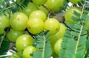 Ukanda Amla Plant