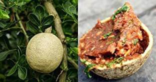 Gardeners Choice Wood Apple Plant