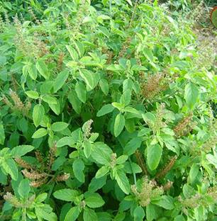 Cloud Farm Tulsi Plant
