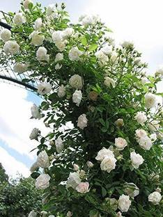 greenhousestore Rose Plant