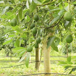 Cloud Farm Avocado Plant