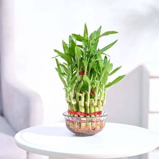 UGAOO Three Layer Bamboo Plant
