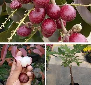 LivePlant Ruby Longan Plant
