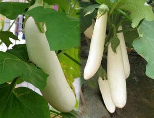 Cloud Farm Brinjal