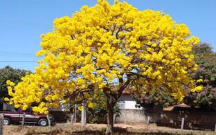 Oxygreenplant Tabebuia rosea