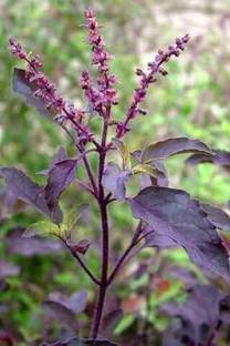 lakshita planters Tulsi Plant