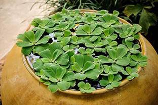 sealok Water Cabbage Seed