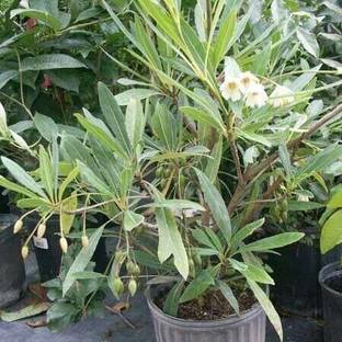 SK GROUP Rudraksh Live Plant