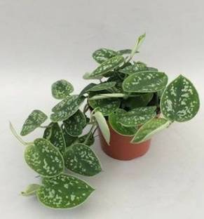Satin Pothos Argyraeus Silver Satin Pothos Plant