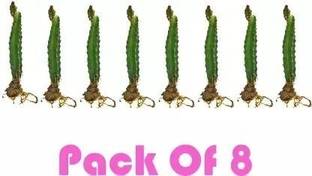 KrishnaNursery Dragon Tree