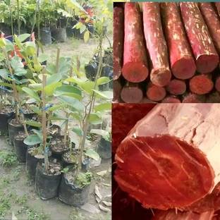 ADANNAYA Red Sandalwood Plant