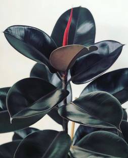 Oxygreenplant Rubber Tree