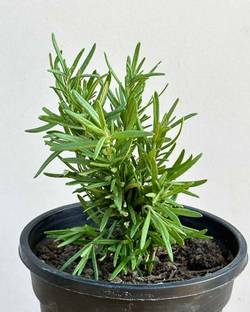 MISHKA ENTERPRISE Rosemary Plant