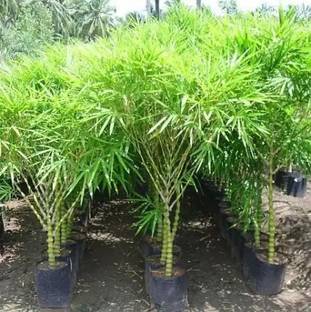 SAYANTIKA NURSERY Two Layer Bamboo Plant
