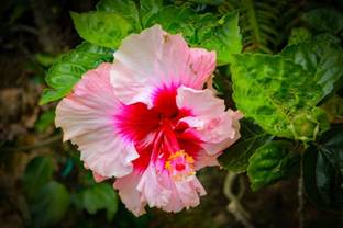 ONLINE PLANT BAZAR Hibiscus Plant