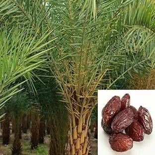 JAZEERA ZZ Plant