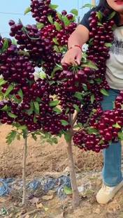 MAITRA AND SONS Cherry Fruit Plant