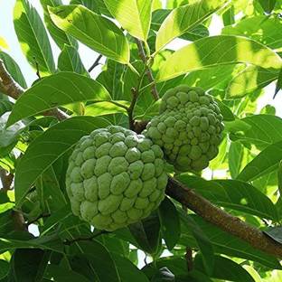 RudraECOM Custard Apple Plant
