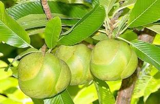 Globalplants Elephant Apple Plant