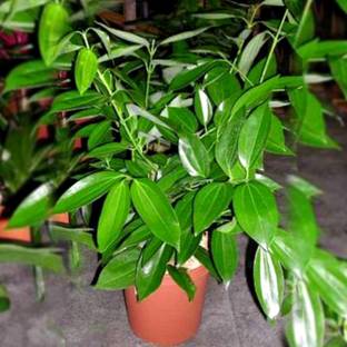 Cloud Farm Bay Leaf Plant