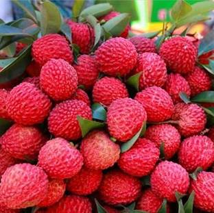 Corofitam Litchi Plant
