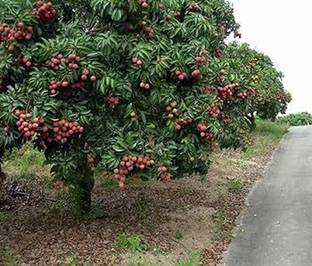 ABEFARIYA Litchi Plant