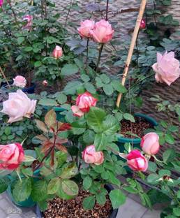 Exotic Plant Hub Climbing Rose Plant