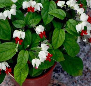Starline Suman Blood Red Anthurium Plant