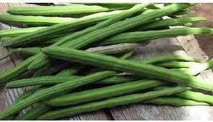 AICHPLANTSEED Drumstick Tree Plant