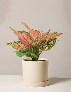 Aglonema Aglaonema Plant