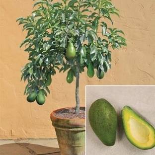 Cloud Farm Avocado Plant